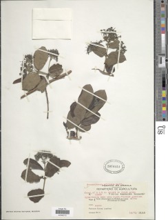Crossopteryx febrifuga image