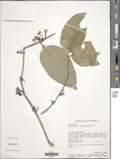 Image of Tricalysia longituba