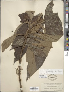 Hoffmannia ghiesbreghtii image