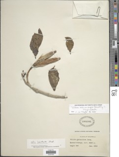 Image of Hillia loranthoides
