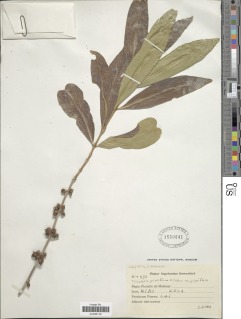 Tricalysia griseiflora image