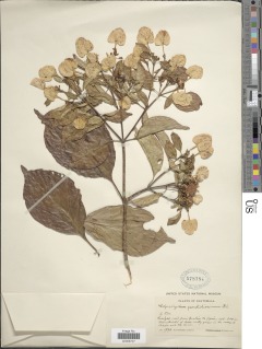 Calycophyllum candidissimum image