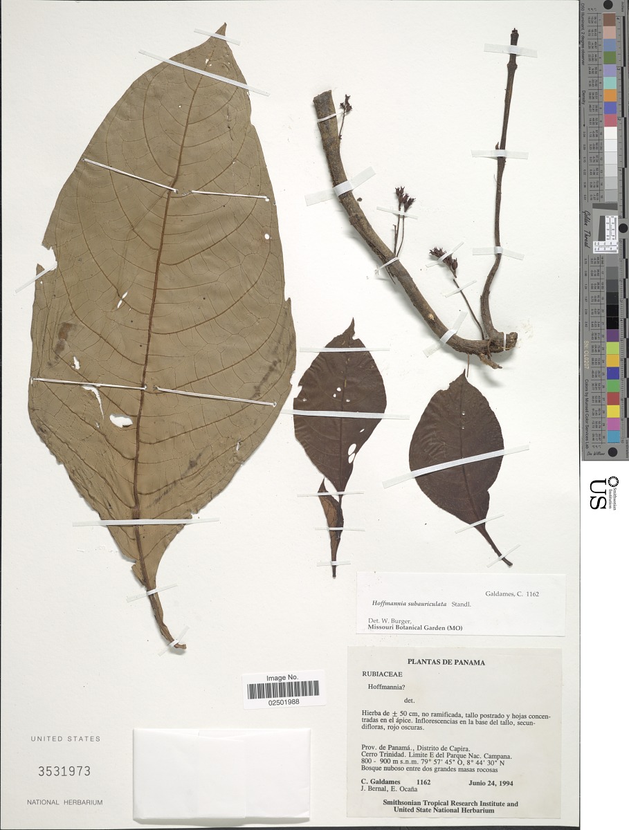 Hoffmannia subauriculata image