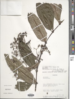 Image of Pauridiantha floribunda
