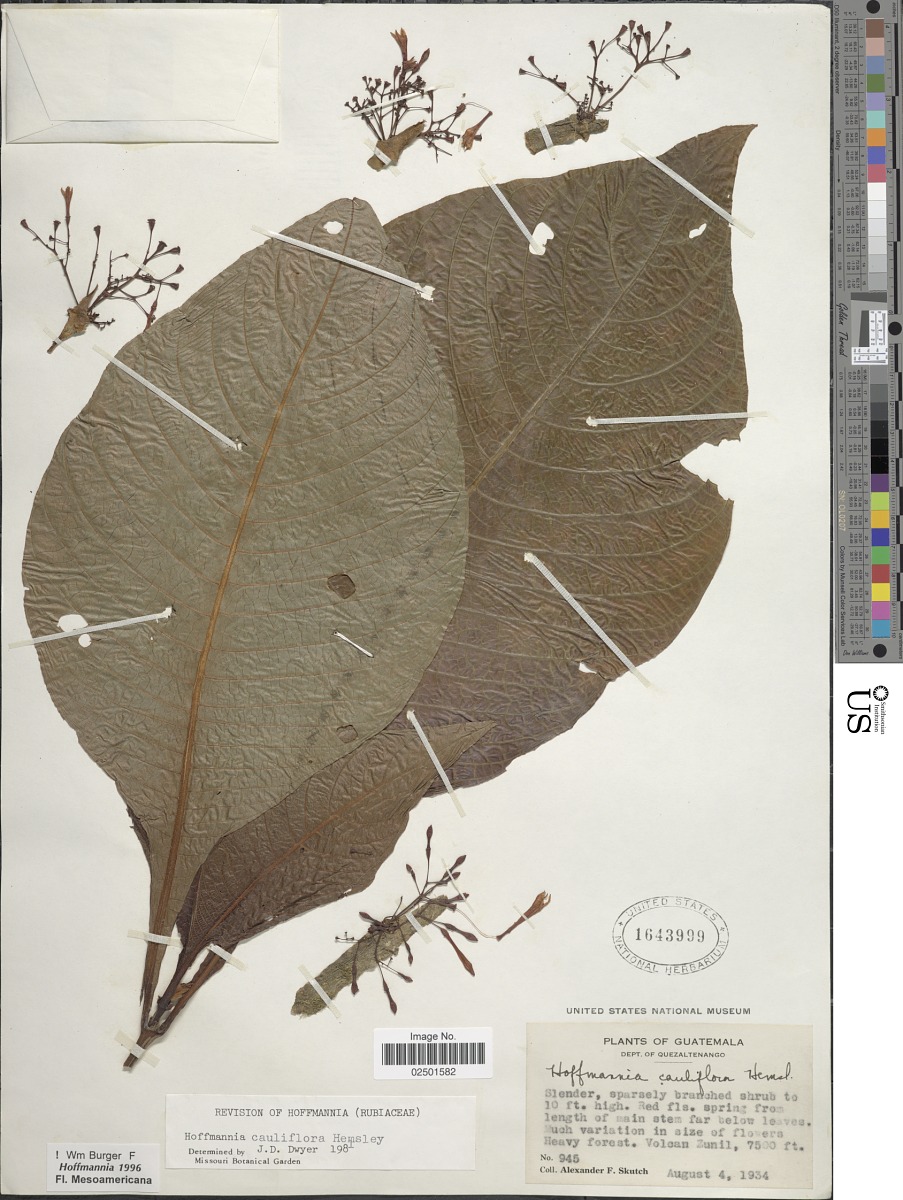 Hoffmannia cauliflora image