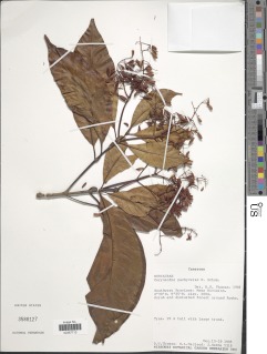 Corynanthe pachyceras image