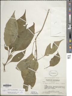 Hoffmannia racemifera image