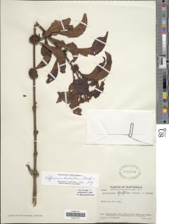 Image of Hoffmannia huehueteca