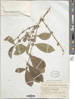 Tricalysia griseiflora image