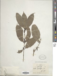 Aidia genipiflora image