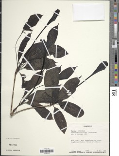 Rothmannia macrocarpa image