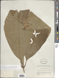Pentagonia macrophylla image