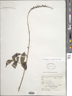 Gonzalagunia rosea image