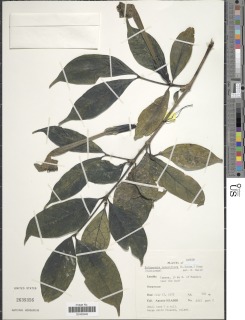 Rothmannia lateriflora image