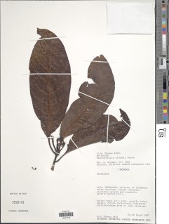 Corynanthe talbotii image