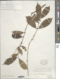 Tricalysia pallens image
