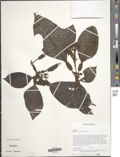 Hoffmannia vesiculifera image