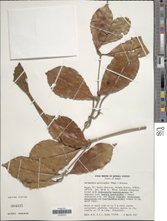 Image of Rothmannia macrosiphon