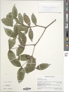 Image of Aulacocalyx laxiflora