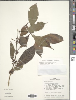 Hoffmannia woodsonii image
