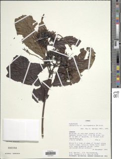 Image of Leptactina platyphylla