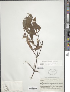 Hoffmannia cryptoneura image