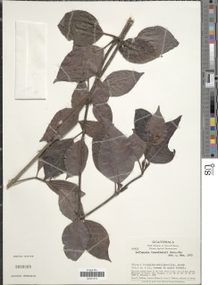Image of Hoffmannia tuerckheimii