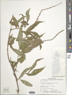 Gonzalagunia panamensis image