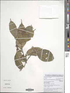 Image of Aulacocalyx jasminiflora