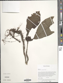 Image of Hoffmannia vesiculifera