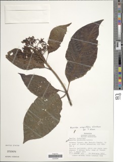 Hamelia magnifolia image
