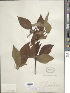 Image of Sabicea panamensis