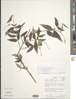 Image of Gonzalagunia cornifolia