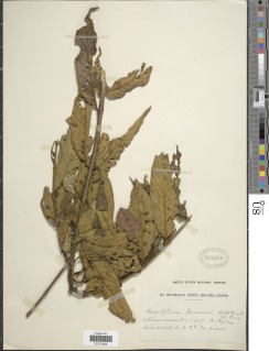 Pauridiantha multiflora subsp. dewevrei image