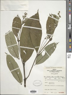 Image of Pauridiantha viridiflora
