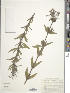 Image of Pentanisia confertifolia