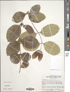 Tricalysia microphylla image