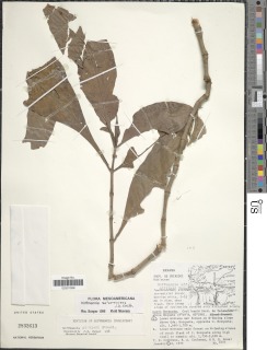 Image of Hoffmannia arborescens