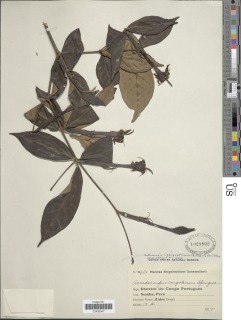 Image of Rothmannia liebrechtsiana