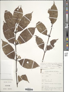 Image of Tricalysia elliotii