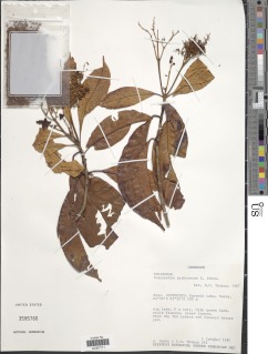 Corynanthe pachyceras image