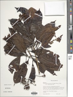 Corynanthe macroceras image