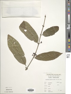 Pauridiantha multiflora image