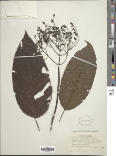 Hamelia magnifolia image
