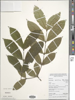 Pauridiantha setiflora image