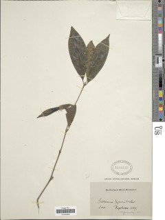 Rothmannia urcelliformis image