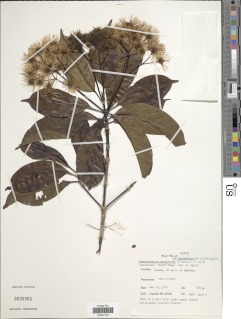 Image of Corynanthe macroceras