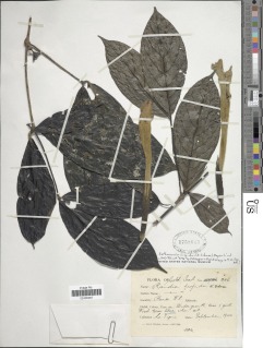 Image of Rothmannia hispida