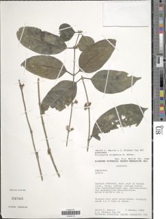 Tricalysia oligoneura image