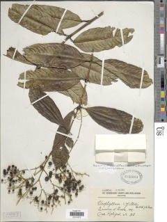 Pauridiantha viridiflora image